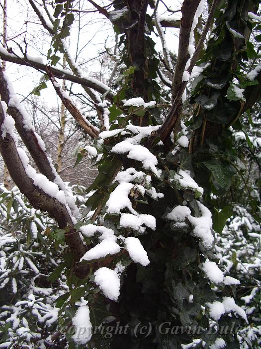 Ivy in Snow, Greenwich Park IMGP7584p.JPG
